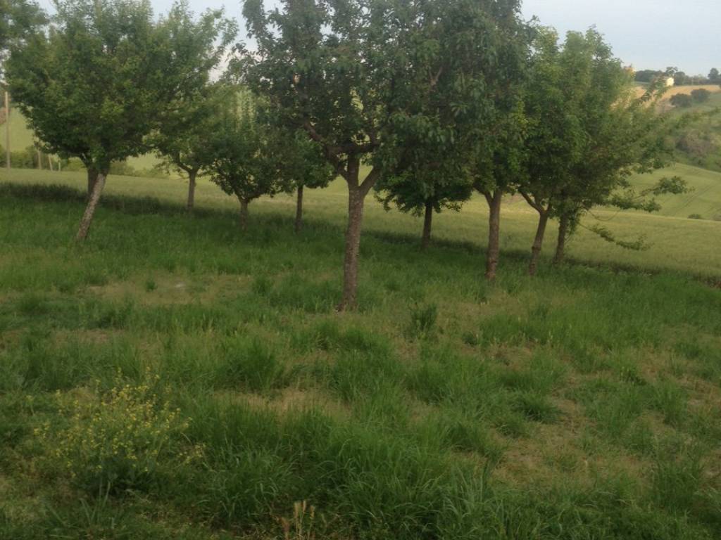 Rustico / casale a Senigallia - Foto 3