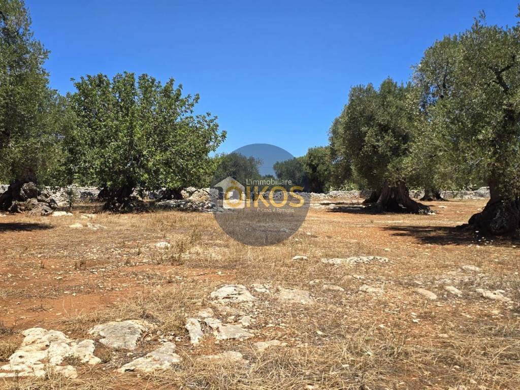 Terreno a Monopoli in Contrada Conchia - Foto 3
