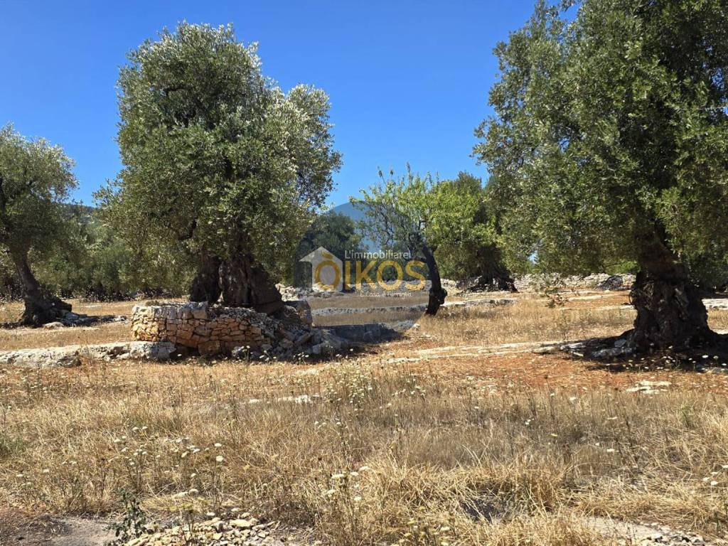 Terreno a Monopoli in Contrada Conchia - Foto 4