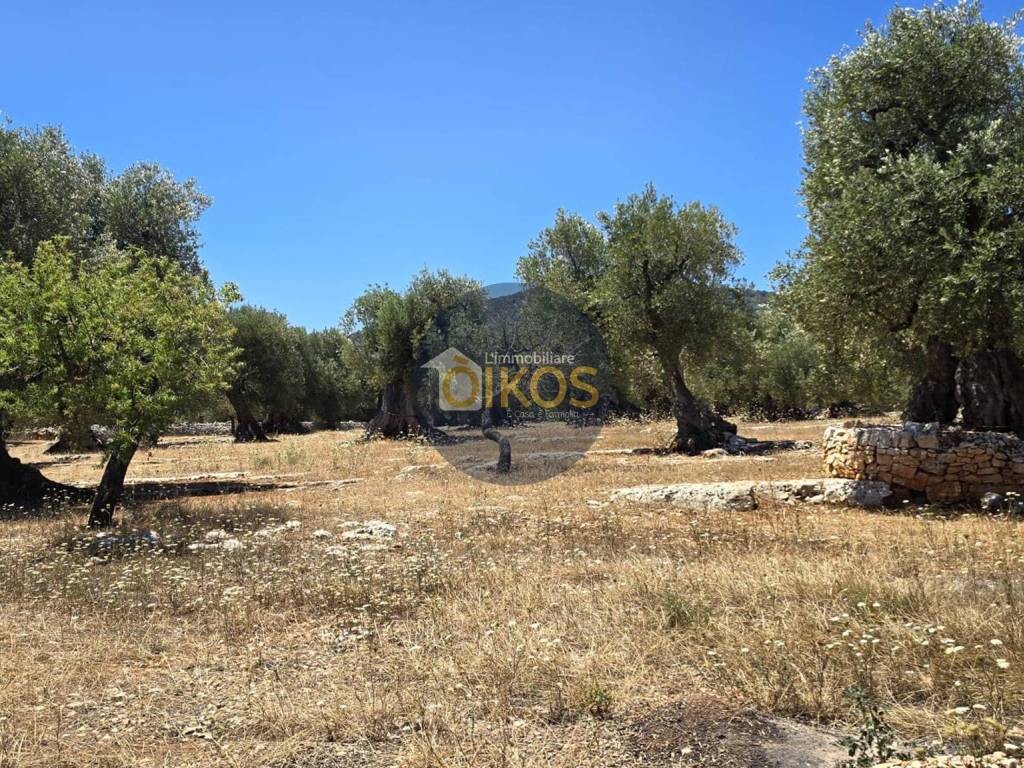 Terreno a Monopoli in Contrada Conchia - Foto 5