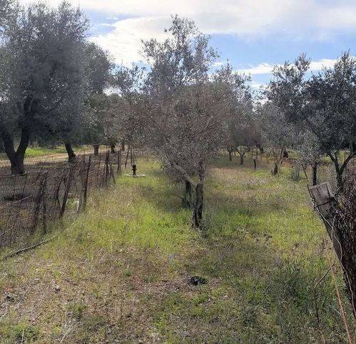 Terreno a Grottaglie - Foto 5