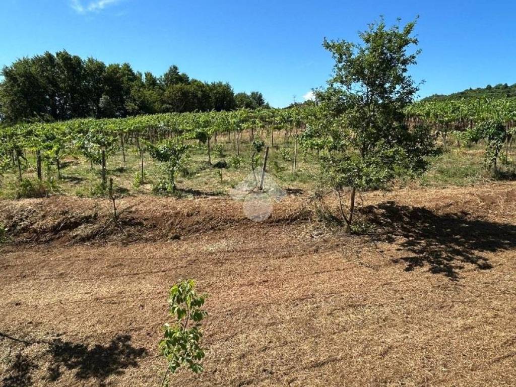 Casa indipendente a Olevano romano in Località Selva - Foto 3
