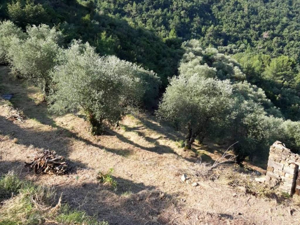 Terreno a Ventimiglia in frazione verrandi - Foto 3
