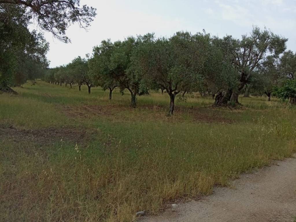 Terreno a Ardore in Contrada Salice - Foto 2