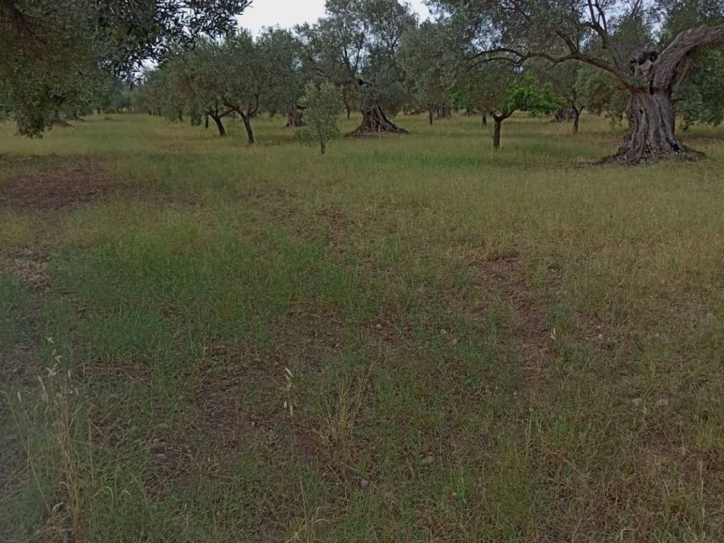 Terreno a Ardore in Contrada Salice - Foto 3