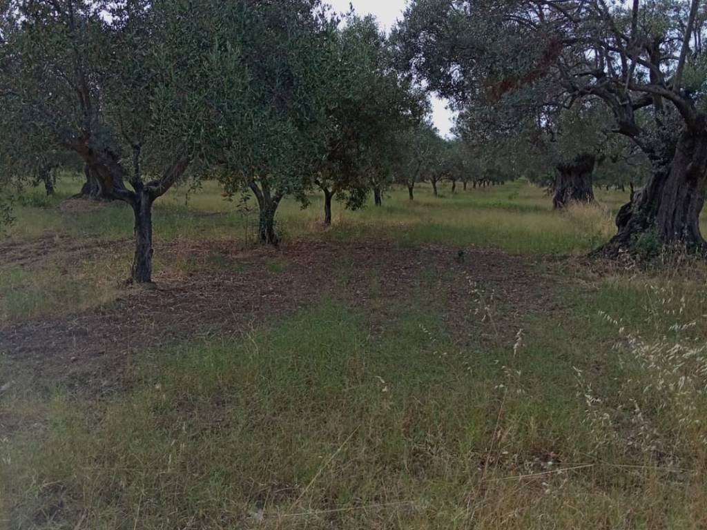 Terreno a Ardore in Contrada Salice - Foto 4