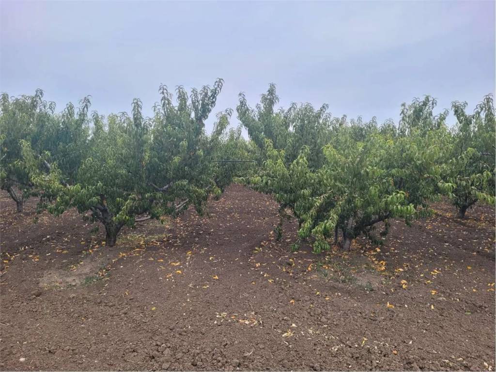 Immobile a Canosa di puglia in Strada Statale 93 No Number - Foto 4