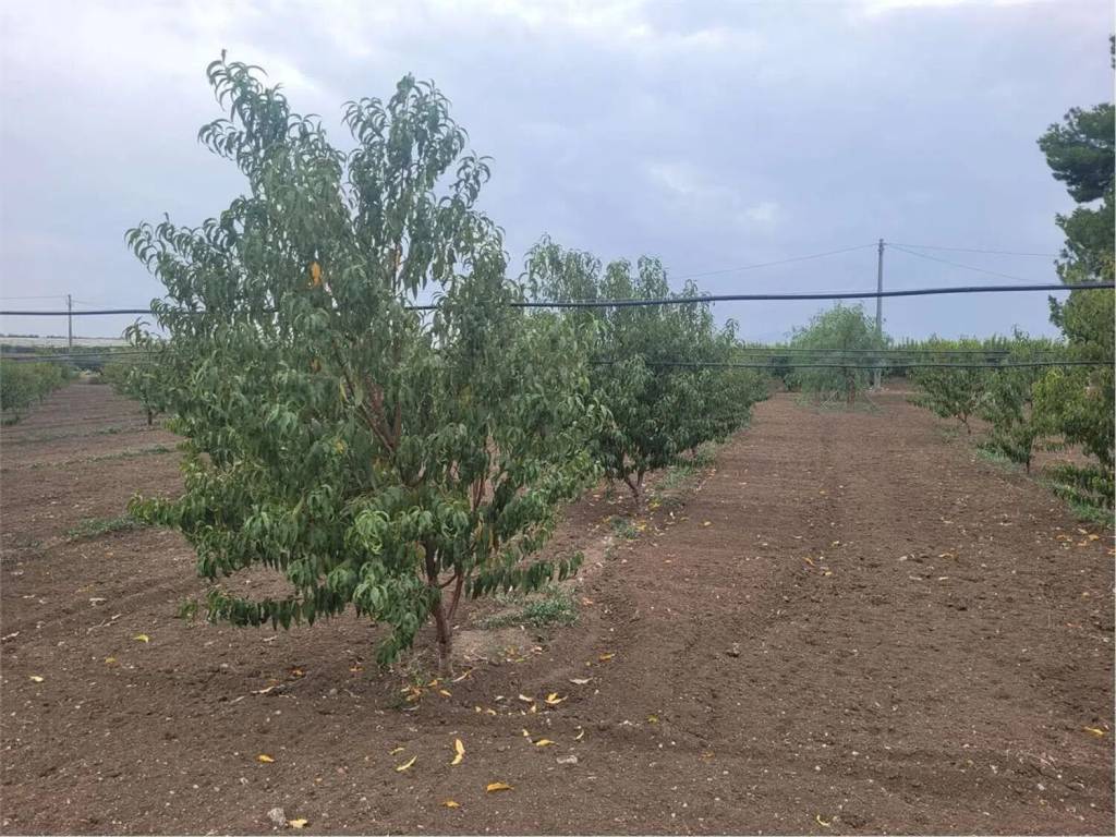 Immobile a Canosa di puglia in Strada Statale 93 No Number - Foto 5