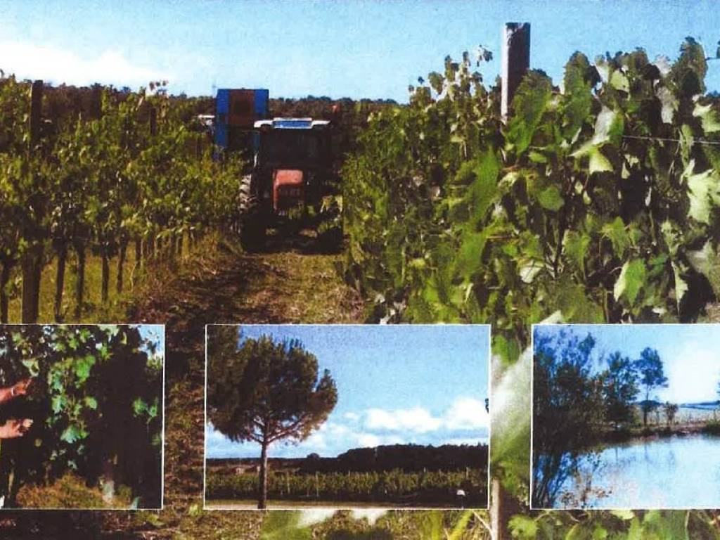 Terreno a Castiglione del lago - Foto 2