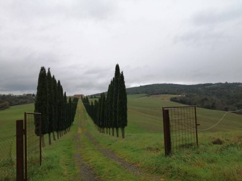 Terreno a Murlo - Foto 2