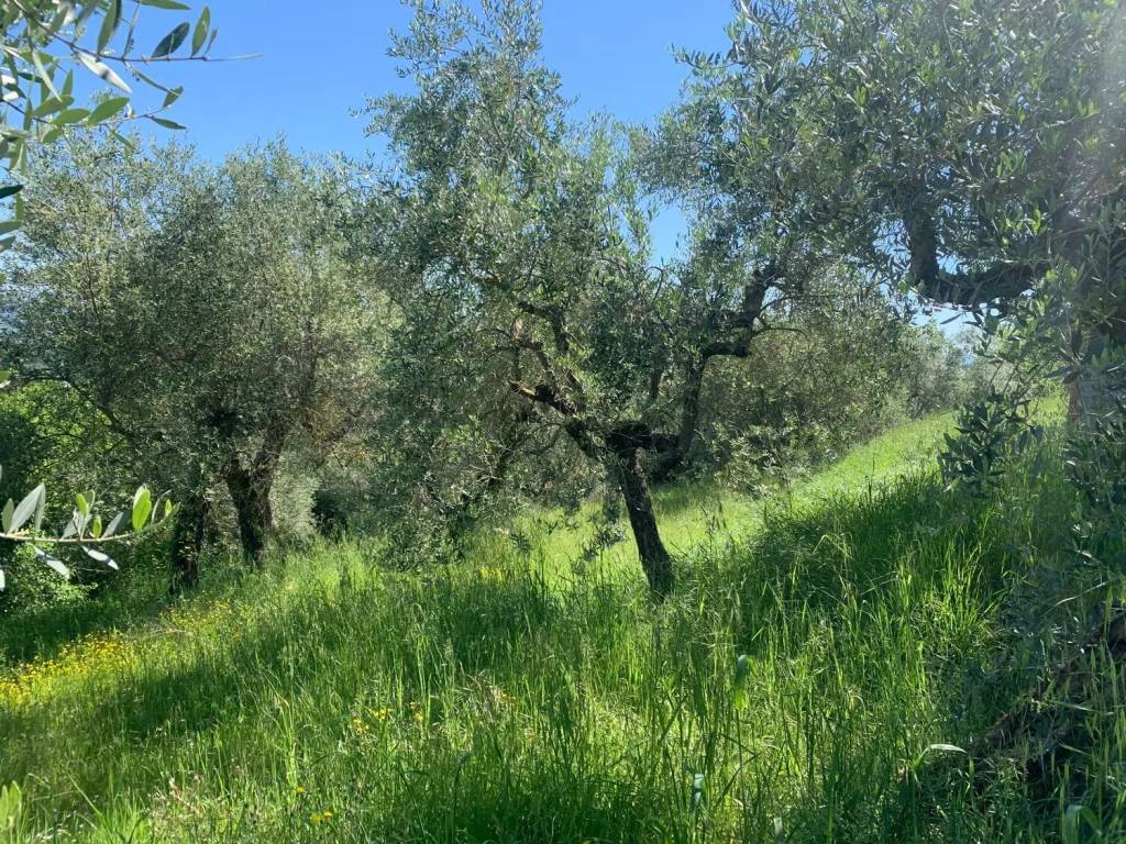 Rustico / casale a Piegaro - Foto 5