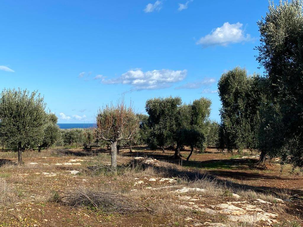 Terreno a Carovigno in Contrada Caselli Morggicchio - Foto 4