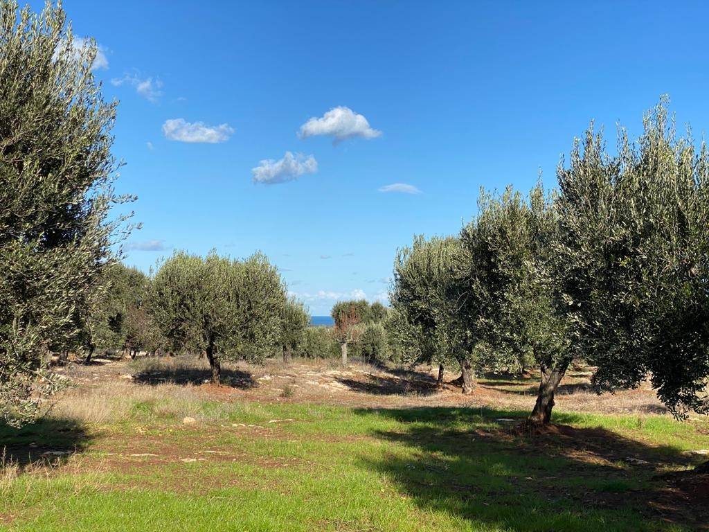 Terreno a Carovigno in Contrada Caselli Morggicchio - Foto 5