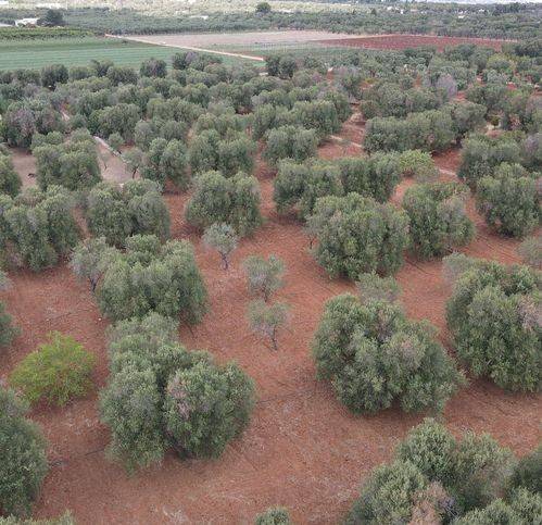 Terreno a Carovigno in Sp32 113 - Foto 4