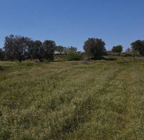 Terreno a Carovigno in Sp 33 - Foto 5