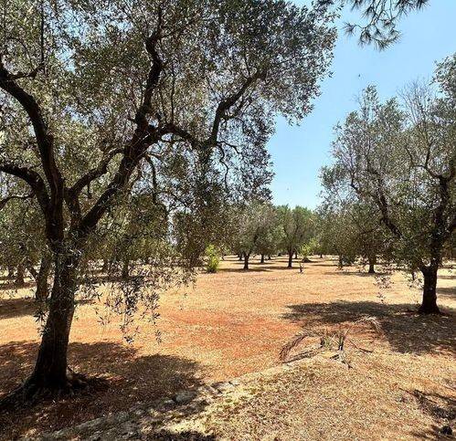 Terreno a San michele salentino in Contrada Cotogni - Foto 3