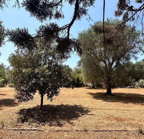 Terreno a San michele salentino in Contrada Cotogni - Foto 5