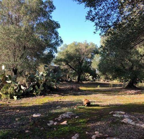 Terreno a Carovigno in Strada Statale 16 Adriatica - Foto 4
