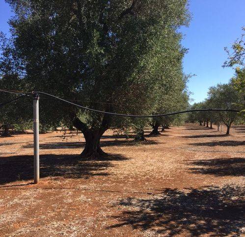 Rustico / casale a Ostuni in Giovani - Foto 3