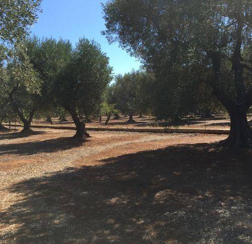 Rustico / casale a Ostuni in Giovani - Foto 5