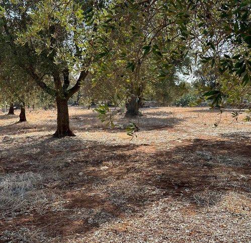 Rustico / casale a Carovigno in SP33 - Foto 3