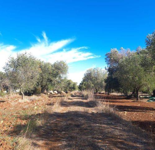 Rustico / casale a Carovigno in Contrada Masseriola - Foto 3