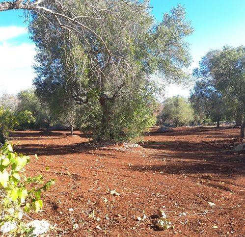 Rustico / casale a Carovigno in Contrada Masseriola - Foto 5