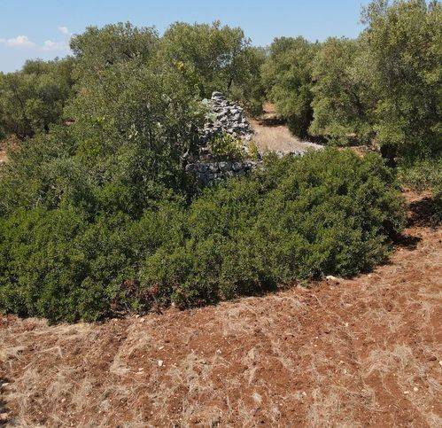 Rustico / casale a Carovigno in Ss 16 - Foto 3