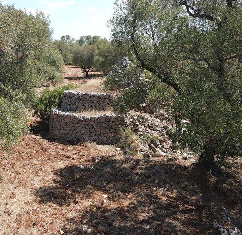 Rustico / casale a Carovigno in Ss 16 - Foto 4