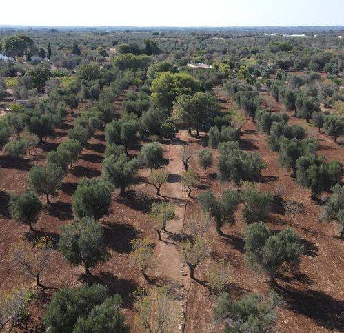 Rustico / casale a Carovigno in Contrada Correo - Foto 4