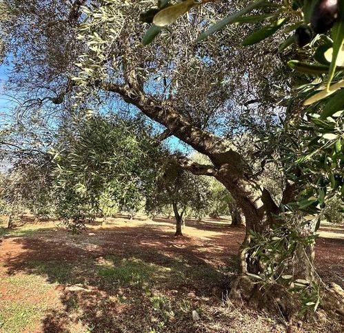Rustico / casale a Ostuni in Contrada Paradiso - Foto 5