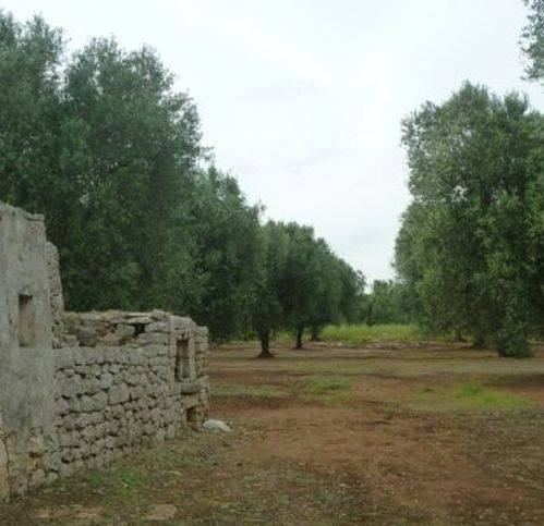 Rustico / casale a Latiano in Via Sp46 - Foto 5
