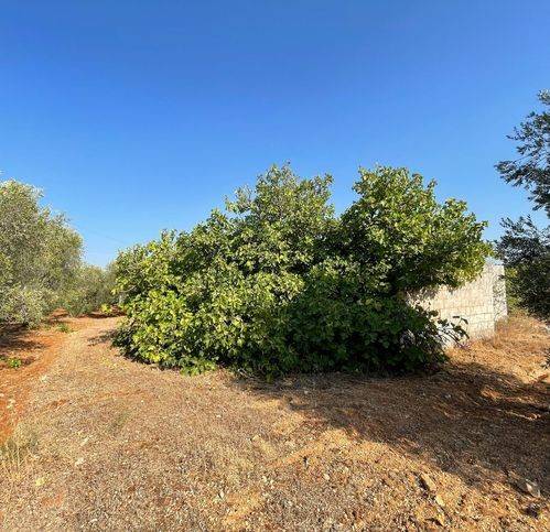 Rustico / casale a Carovigno in Contrada Colacurto - Foto 2