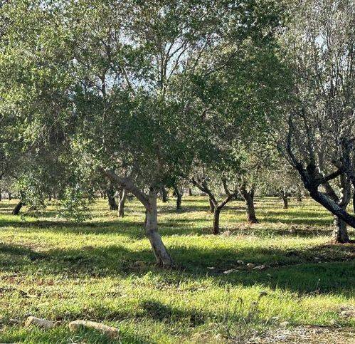 Rustico / casale a Ostuni in Contrada Piatone - Foto 4