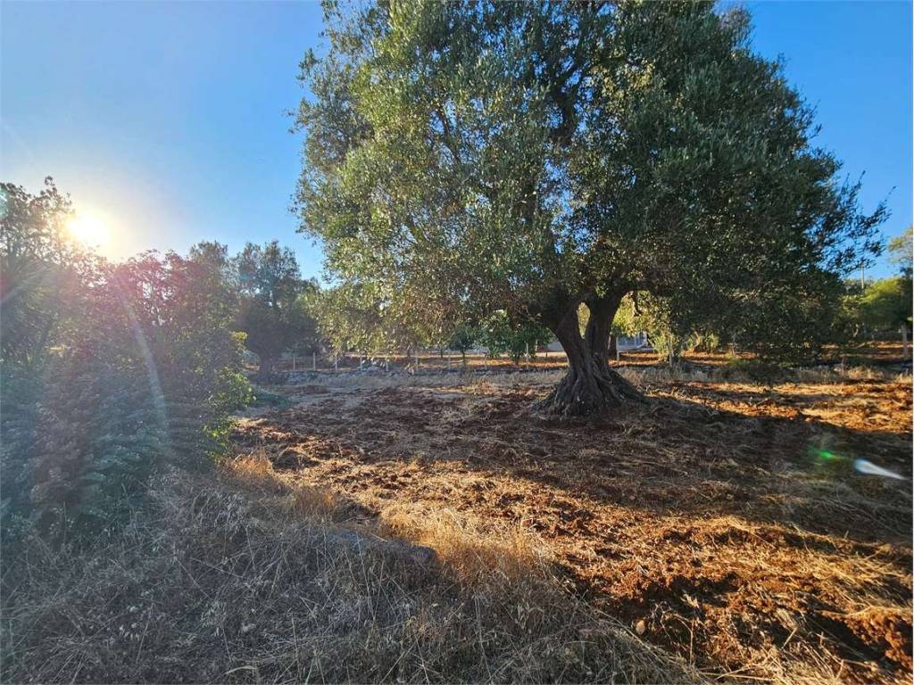 Terreno a Carovigno - Foto 3