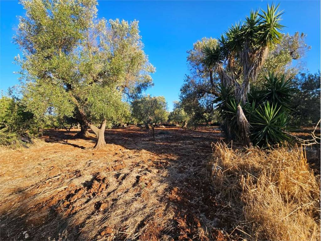 Terreno a Carovigno - Foto 4