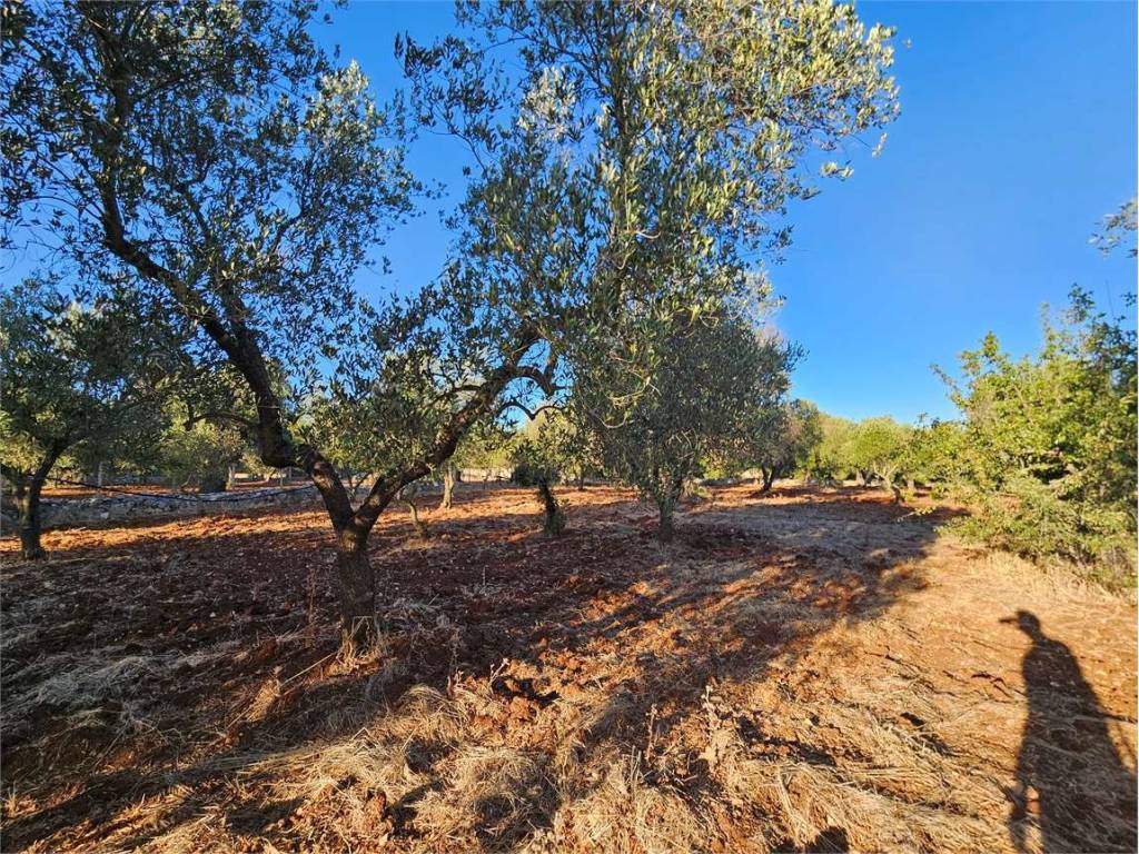 Terreno a Carovigno - Foto 5