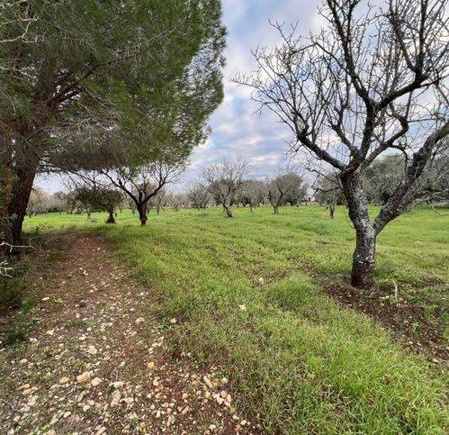 Rustico / casale a Ostuni in Contrada Piatone - Foto 3