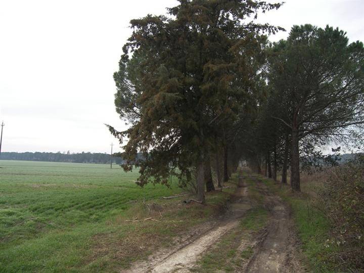 Terreno a Castiglione del lago - Foto 2