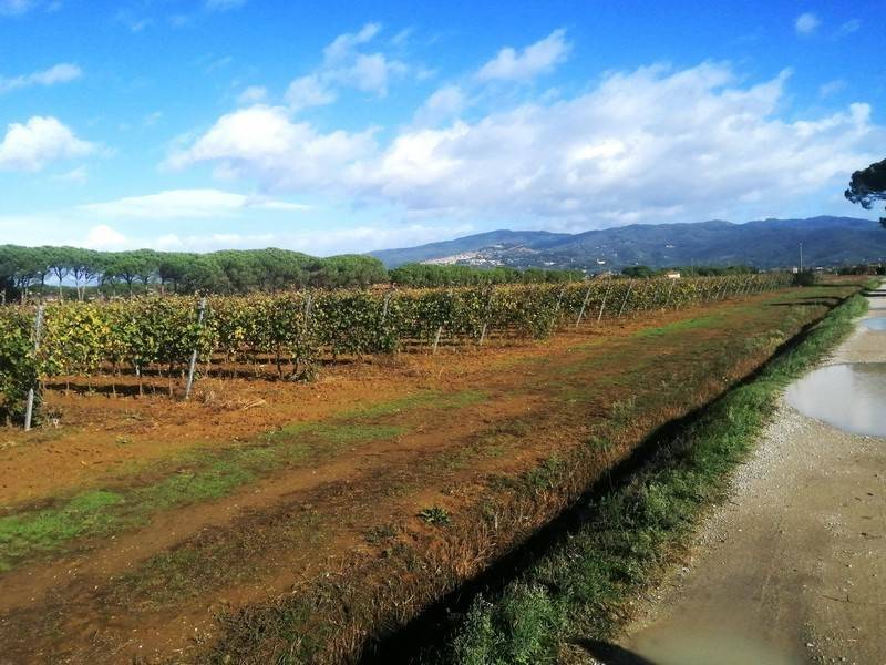 Terreno a Cortona - Foto 2
