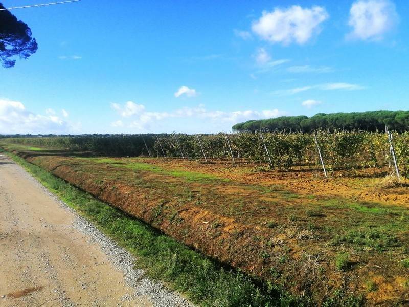 Terreno a Cortona - Foto 4