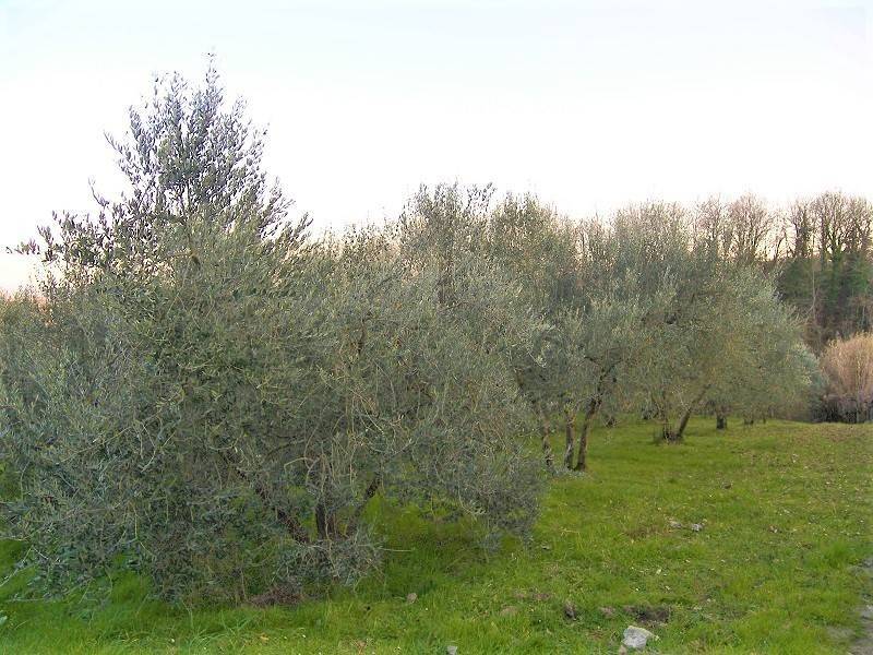 Terreno a Foiano della chiana - Foto 2