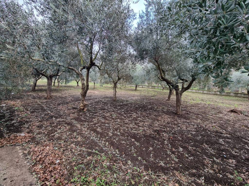 Terreno a Caserta in Via Sauda Vicinale Vairano - Foto 2