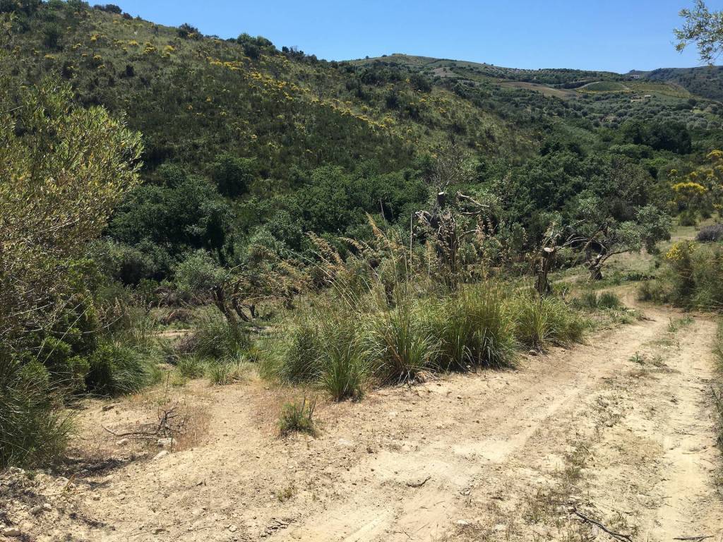 Terreno a Collesano in Strada Provinciale delle Madonie - Foto 2