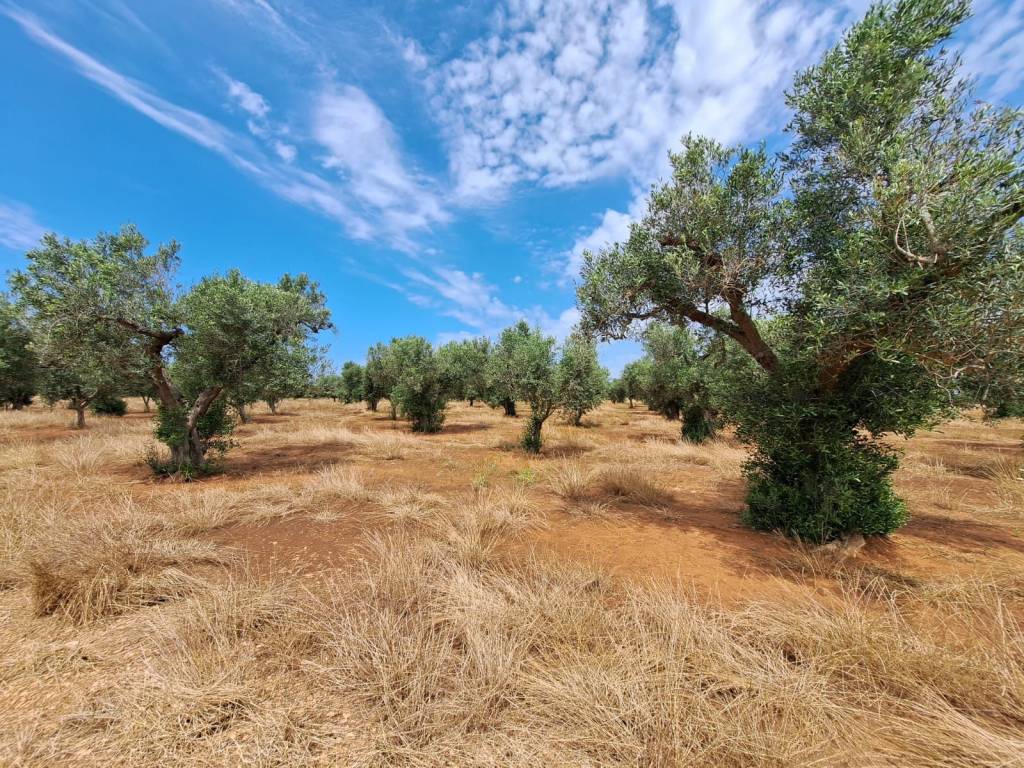 Terreno a Nardò in Strada Torre Termite - Foto 3