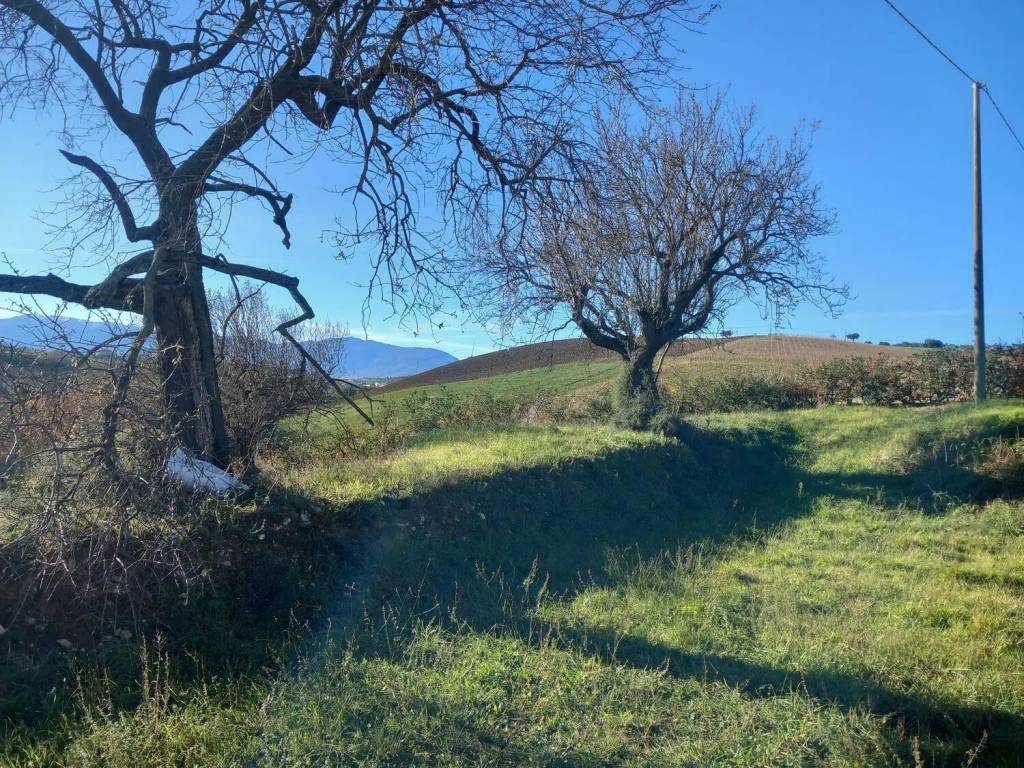 Rustico / casale a Cugnoli in Contrada S.N.C. - Foto 5