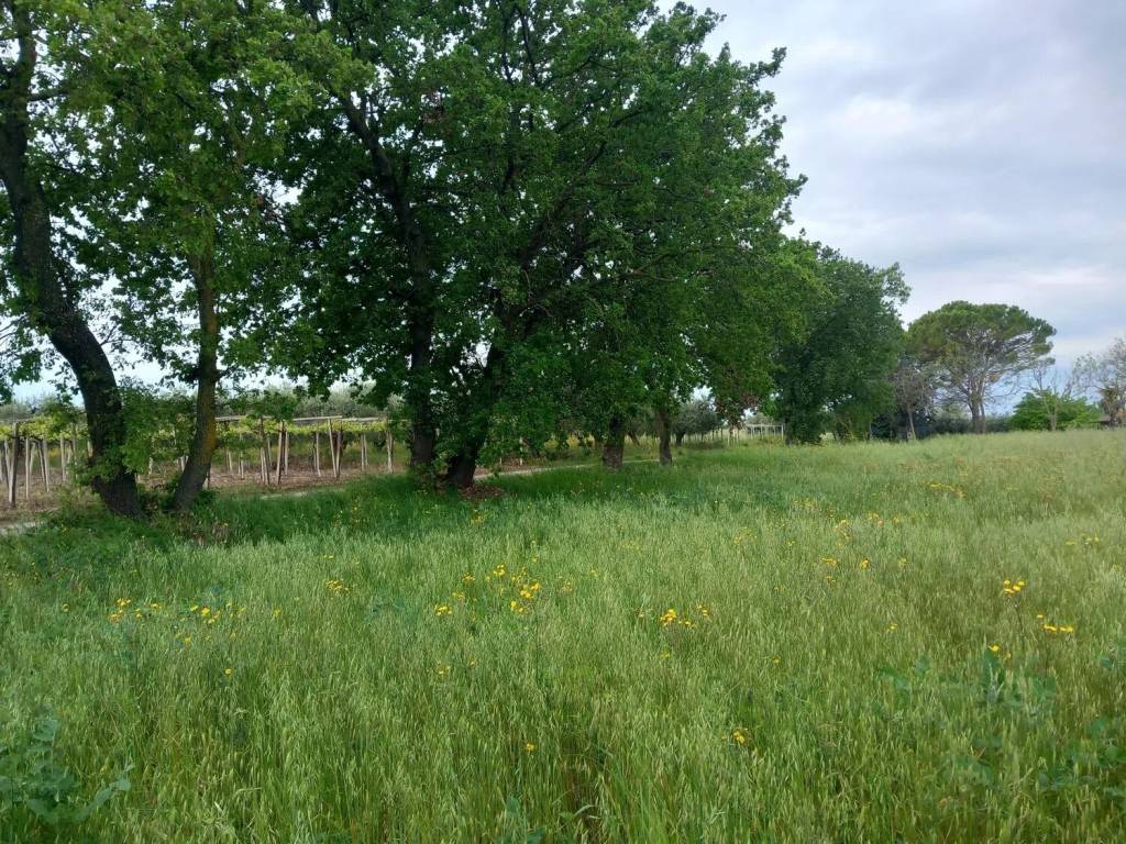 Rustico / casale a Ortona in Contrdada Fossato S.N.C. - Foto 5