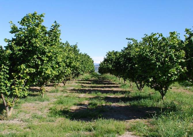 Terreno a Dogliani in Borgata Biarella - Foto 2
