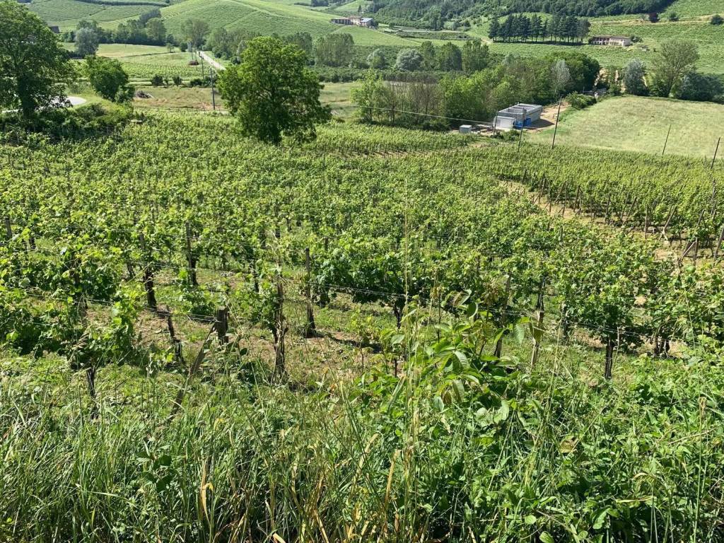 Terreno a Maranzana - Foto 3
