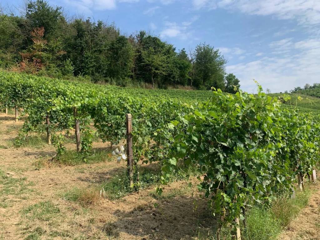 Terreno a Nizza monferrato - Foto 2